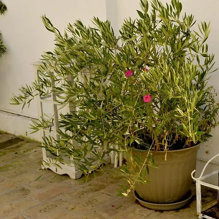 Casa Mediteraneo Villa Ovidiu